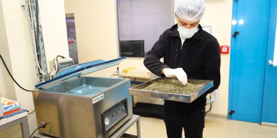 Kocaeli’nin aromatik bitkileri Ormanya ile değer kazanıyor